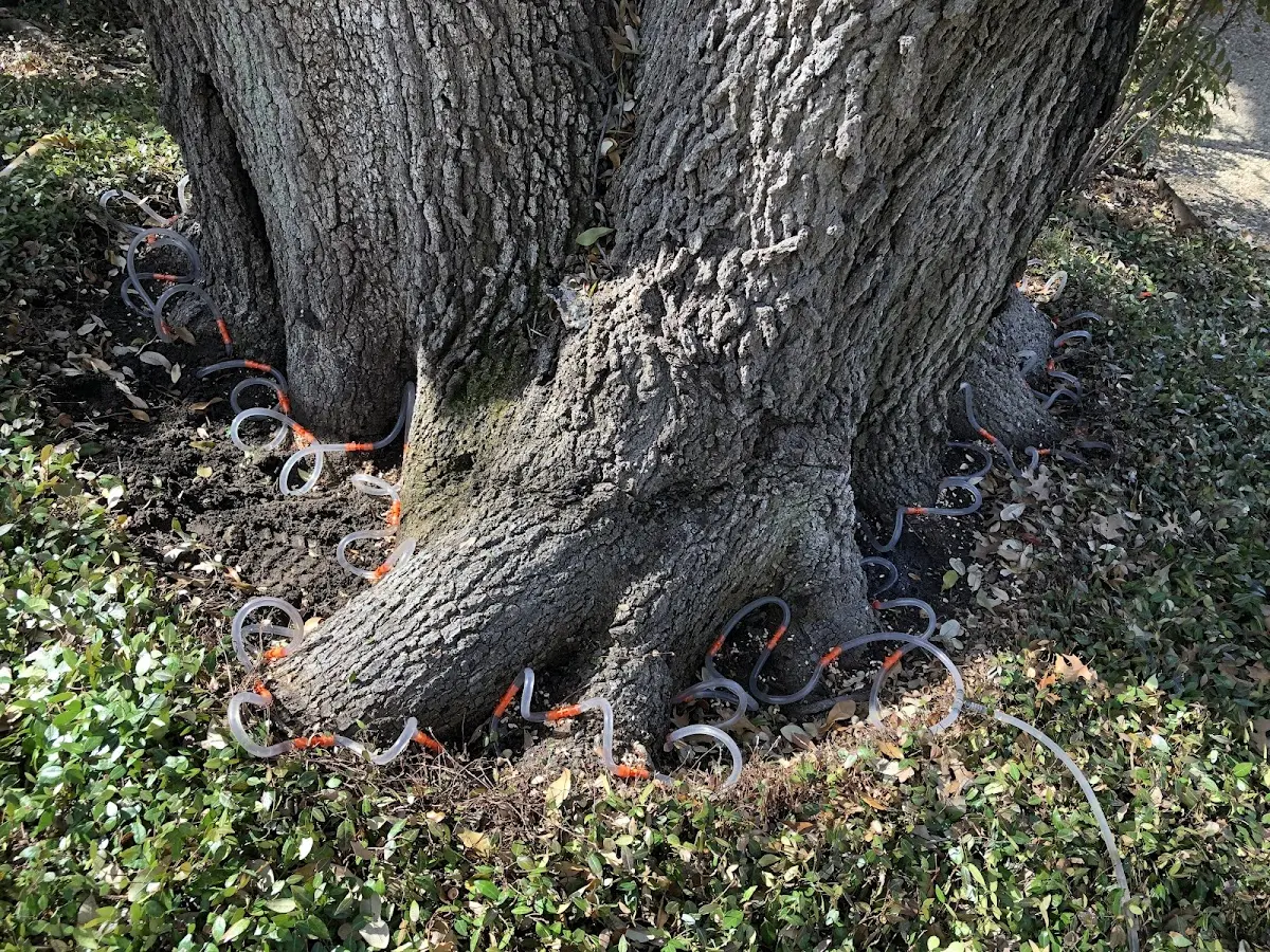 Detailed Tree Cabling and Bracing job site in Noxapater