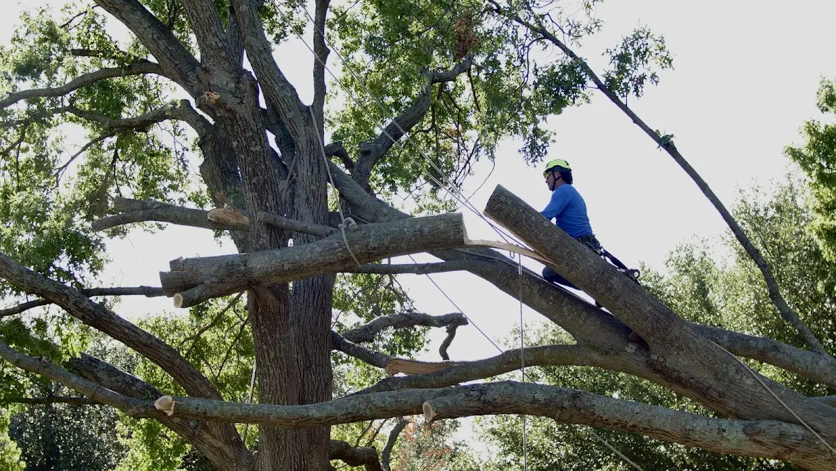 Professional Crown Thinning performed by certified arborists in Noxapater
